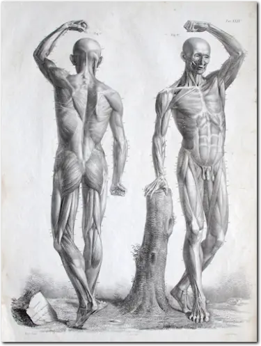 MORGARI. Anatomia umana. 1837