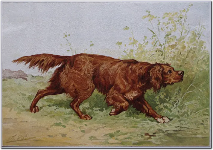 DE PENNE. Setter irlandese. 1890